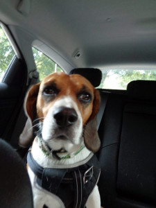 auf Recherche mit meinem Polizeihund Sammy mein Polizeihund Sammy