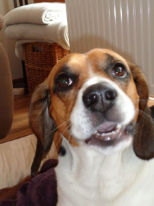 Beagle Sammy Beagle Sammy