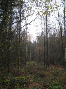 Der Kastler Wald Der Kastler Wald